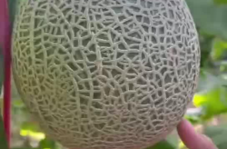 牛3密瓜怎么吃,牛3密瓜的独特食用方法揭秘